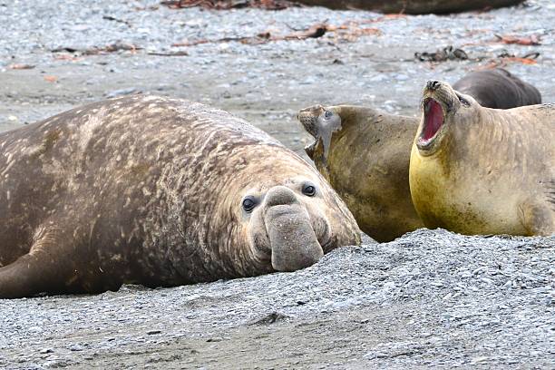 istock Elephant Seal Cowsnd Male on the Beach 546440150