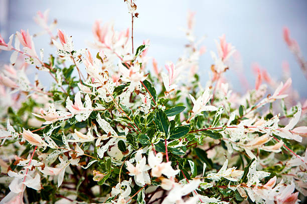 istock Salix integra Hakuro-Nishiki 546440200