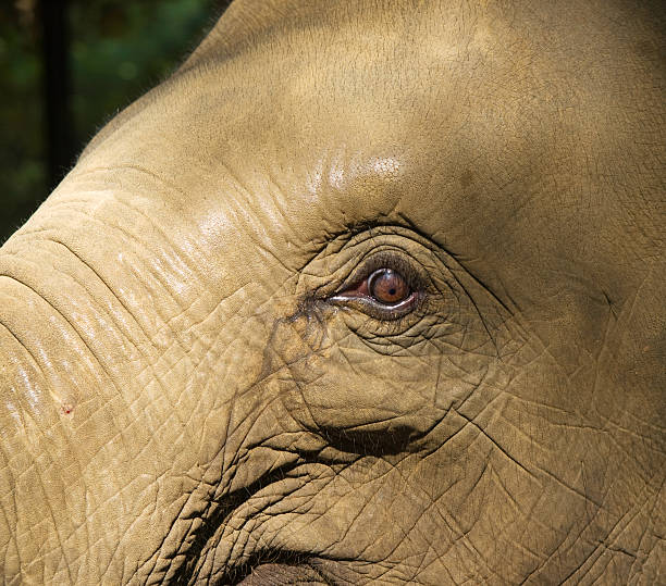 Elephant in the nord ofthe Thailand