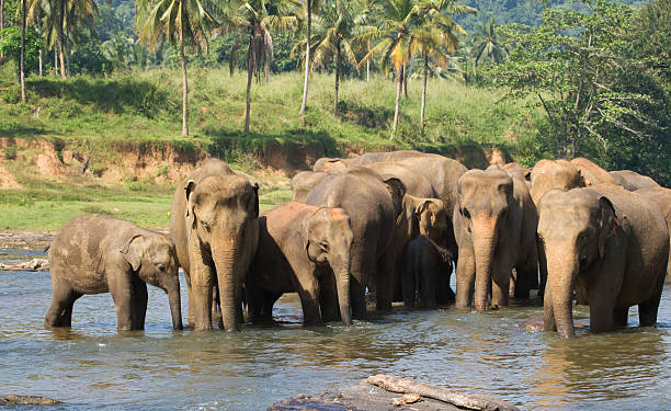 istock Herd of asian elephants having bath in river 546440988
