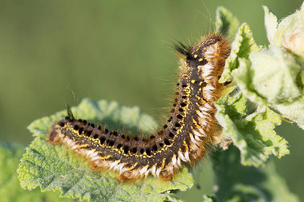 istock Fluffy spotted caterpillar crawling on a plant leaf. 546441100
