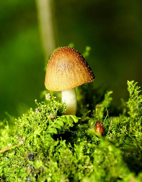 istock plant and fungus 546442028