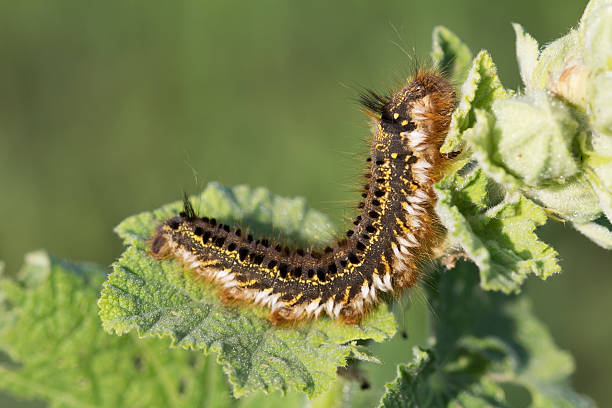 istock Fluffy spotted caterpillar crawling on a plant leaf. 546442978