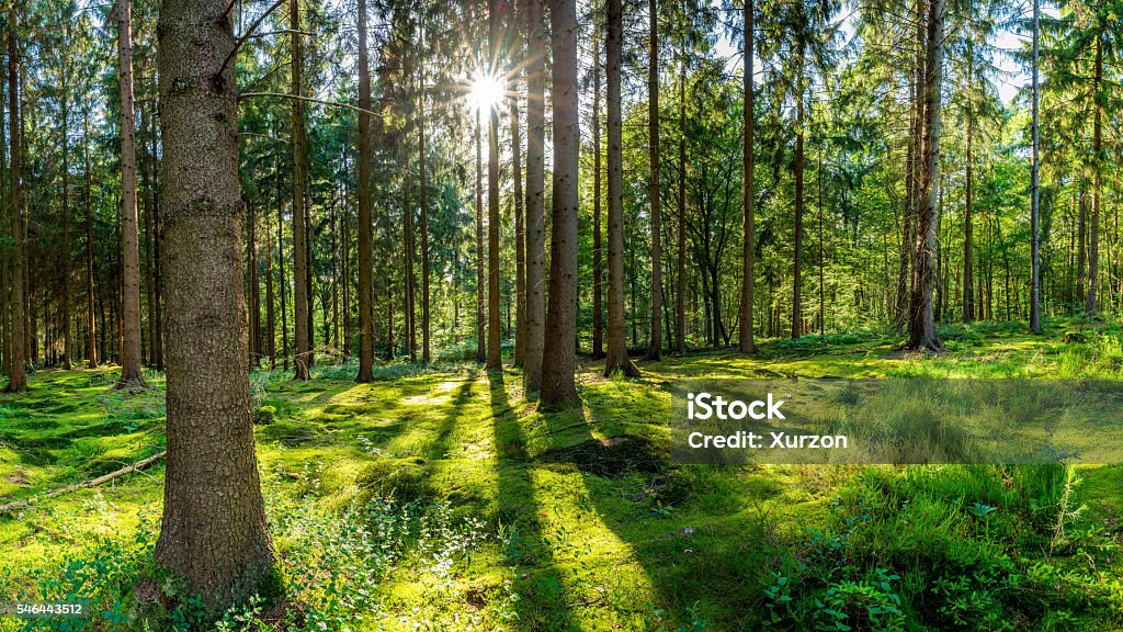 Wald mit Sonne - Lizenzfrei Wald Stock-Foto
