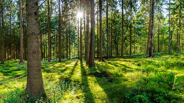 лес с sun - glade стоковые фото и изображения