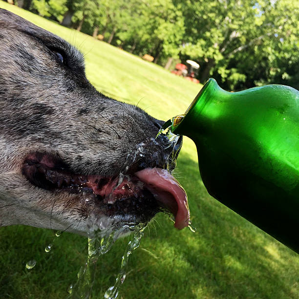 Dog drinking cold water from water bottle on hot summer day.   iPhone