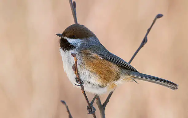 Photo of Boreal Chickadee