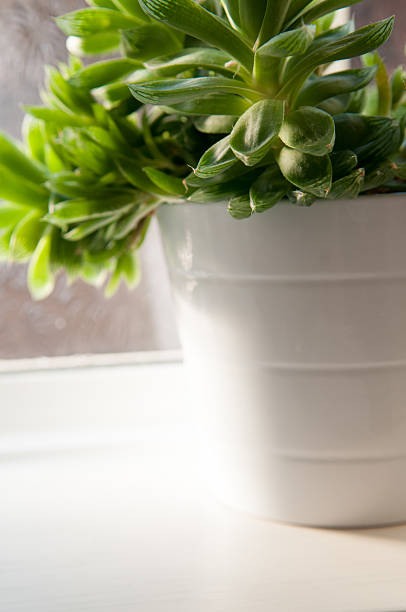 istock green plant in natural daylight 546444818