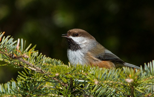 Boreal Chickadee (Poecile hudsonicus) in winter