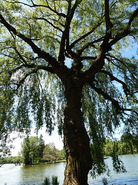 istock Stratford,ON, The Man Tree by the Avon River 546445398