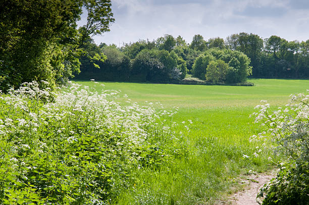 istock Country meadow with lush green grass 546445754