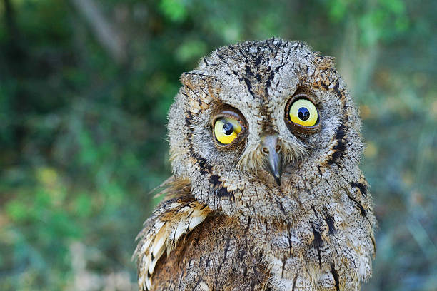 gufo accigliato eurasiatico, otus scops - all nighter foto e immagini stock