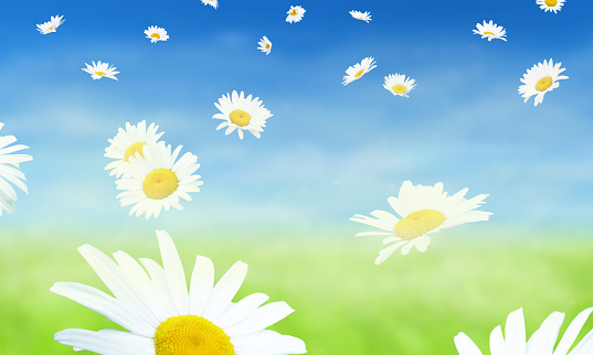 A nature background of white and yellow daisy flowers blowing gently in the wind in a green grass field with blue sky.