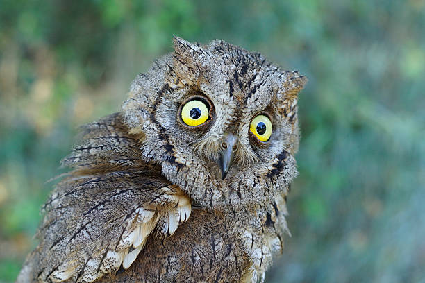 gufo accigliato eurasiatico, otus scops - all nighter foto e immagini stock