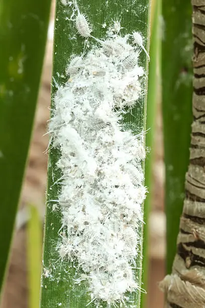 Mealybugs (long-tailed pseudococcus) on a palmtree leaf.