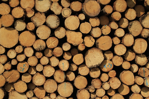 Tree Cut Background Cut Trees Background Stock Photo - Download Image Now - Backgrounds ...