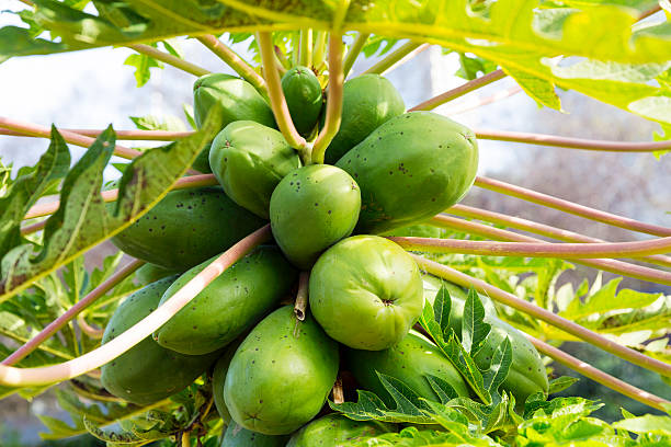 Closeup Pawpaw fruits hanging on the tree, full frame horizontal composition with copy space