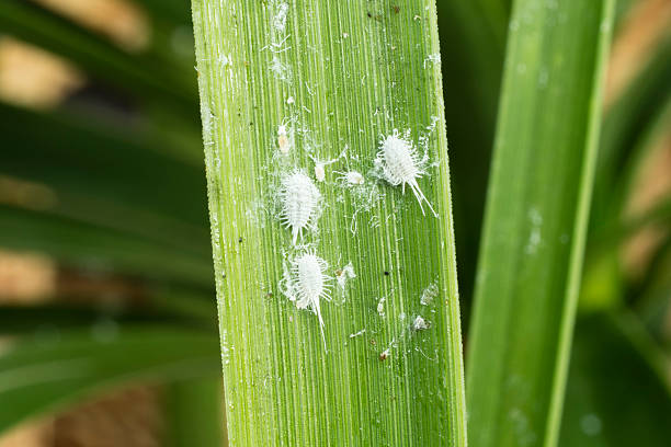 cochinillas (pseudococo de cola larga) en una hoja de palmera - colletotrichum fotografías e imágenes de stock