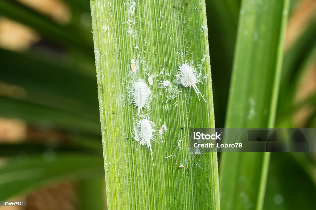 Mealybugs (long-tailed pseudococcus) on a palmtree leaf Mealybugs (long-tailed pseudococcus) on a palmtree leaf. Pest Stock Photo