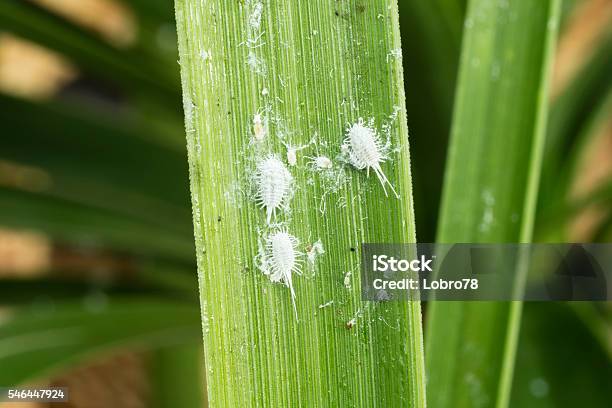 Mealybugs On A Palmtree Leaf Stock Photo - Download Image Now