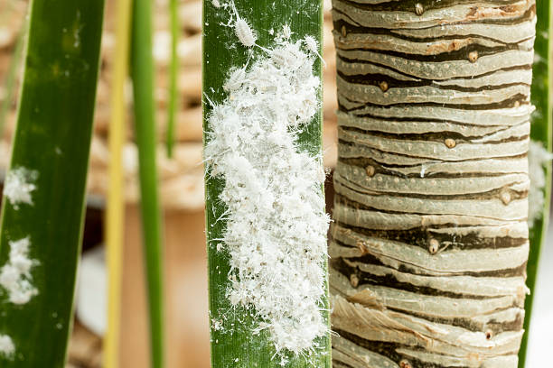 mealybugs (langschwanzige pseudokokken) auf einem palmenblatt - colletotrichum stock-fotos und bilder