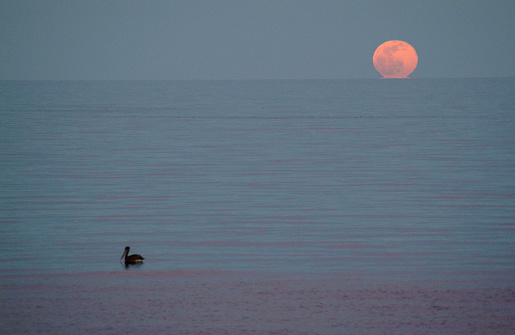 Moonrise over the Sea of Cortez. Baja California Sur, Mexico.