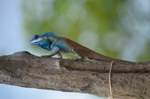 Indo-Chinese forest lizard (Calotes mystaceus) from Thailand