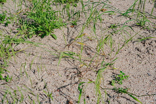 istock sand grass in early summer 546449592