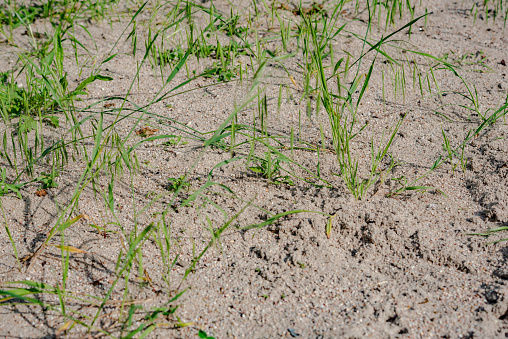 sand grass in early summer in Germany