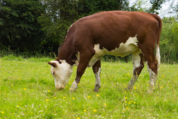 istock Brown and white cow 546449750