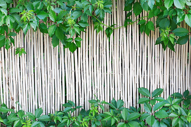 istock White bamboo fence texture background with green grape leaves 546450210