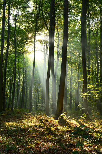 Morning in the forest