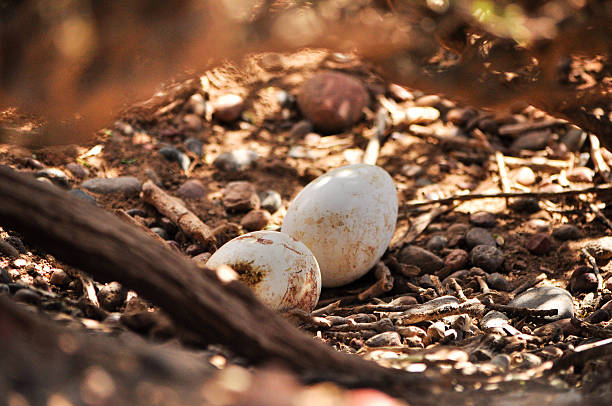 istock Two eggs of Penguin Magellanic 546453476
