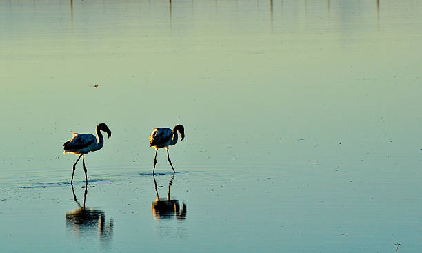 istock Two Flamingos in a pond with reflection in water 546453700