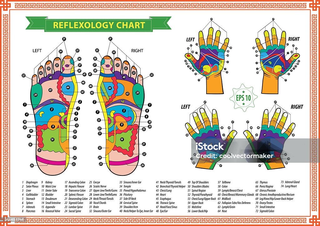 Foot and Hand reflexology chart Foot and Hand reflexology chart with accurate description of the corresponding internal and body parts. Vector illustration over white background, isolated. Reflexology stock vector