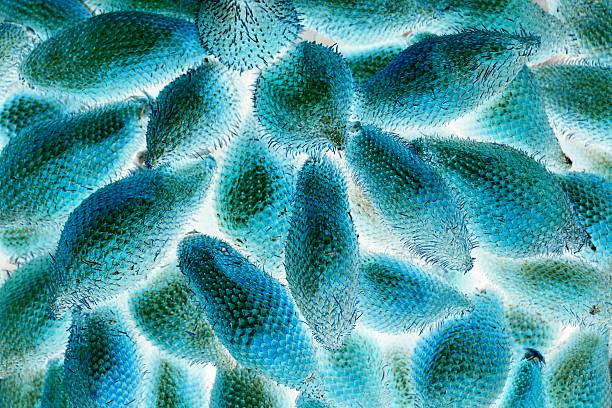 istock abstract Salacca zalacca fruit 546454050