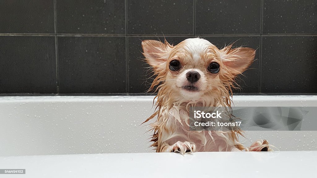 Small cute brown chihuahua dog waiting in the tub. Small cute brown chihuahua dog waiting for owner in the tub after taking a bath in bathtub. Dog Stock Photo