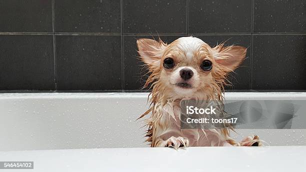 Small Cute Brown Chihuahua Dog Waiting In The Tub Stock Photo - Download Image Now - Dog, Bathtub, Wet
