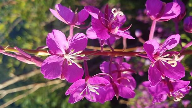 Fire weed stock photo