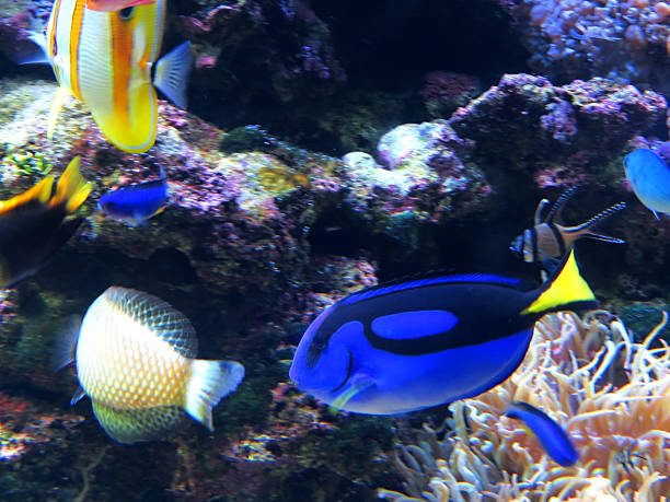istock Paracanthurus hepatus  Blue and black Fish 546454602
