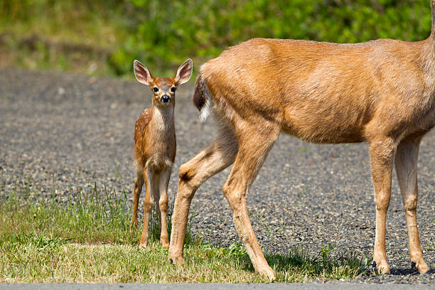 istock Young black-tailed doe by its mother. 546454914