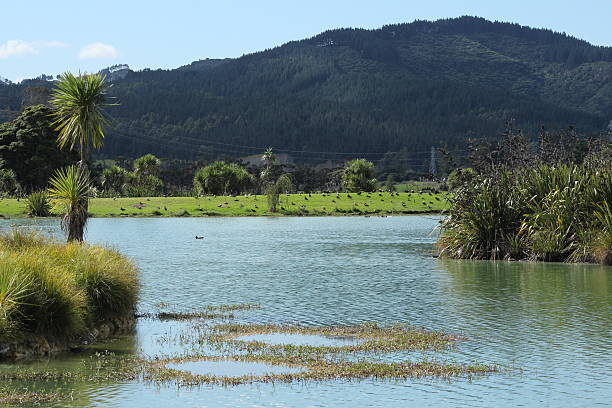 istock Rural New Zealand 546455178