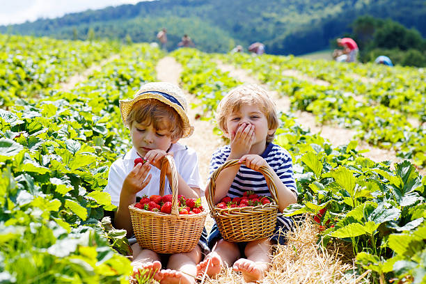 istock Two little sibling boys on strawberry farm in summer 546455608