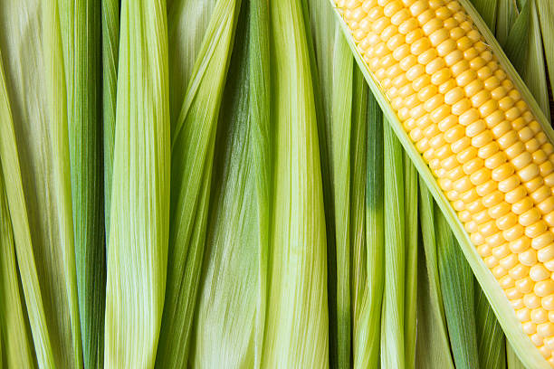 istock Ripe corn grains on cob and green leaves. Closeup. Copyspace 546455676