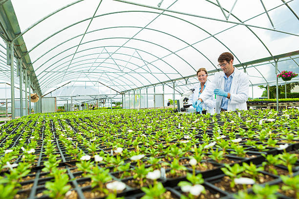 Scientists greenhouse laboratory Two scientists in their greenhouse laboratory. There are rows of small green plants. Some of the plants have small white flowers. plant nursery photos stock pictures, royalty-free photos & images