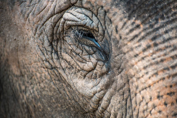 istock Asian elephant in Ayutthaya,Thailand. 546456426