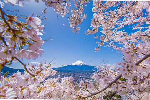 It is a stock photo material which photographed cherry blossoms and Mt. Fuji.