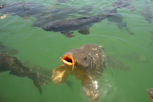 a Carp surfaces for a possible hand out in Lake Mead, Nevada