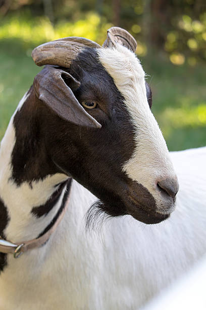 istock Black and White Goat Closeup Portrait 546456676