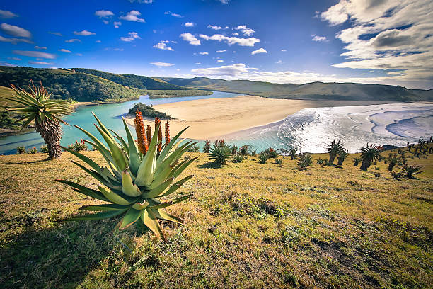 Umtata River mouth Eastern Cape South Africa south african aloe ferox stock pictures, royalty-free photos & images